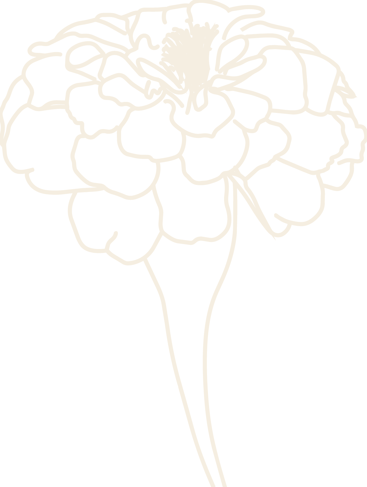 A cream line drawing of an African Marigold.