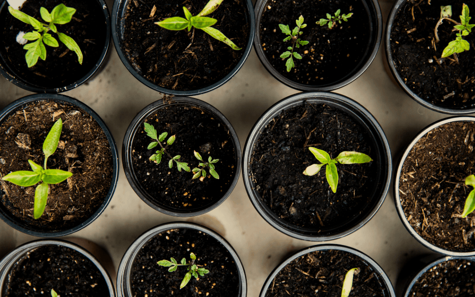 A top-view of small cups with dirt and seedlings in them.