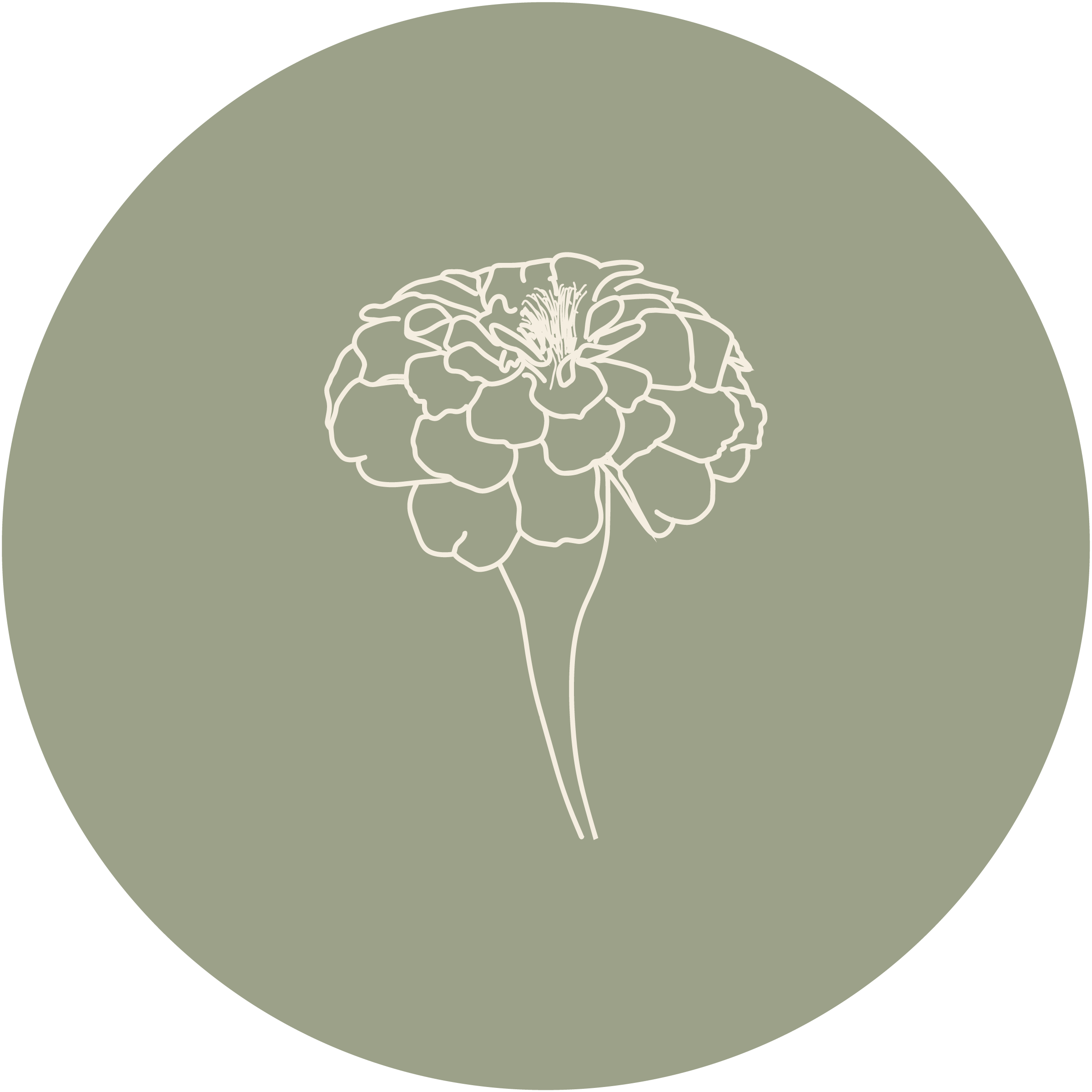 a white line drawing of an African Marigold on a light green background
