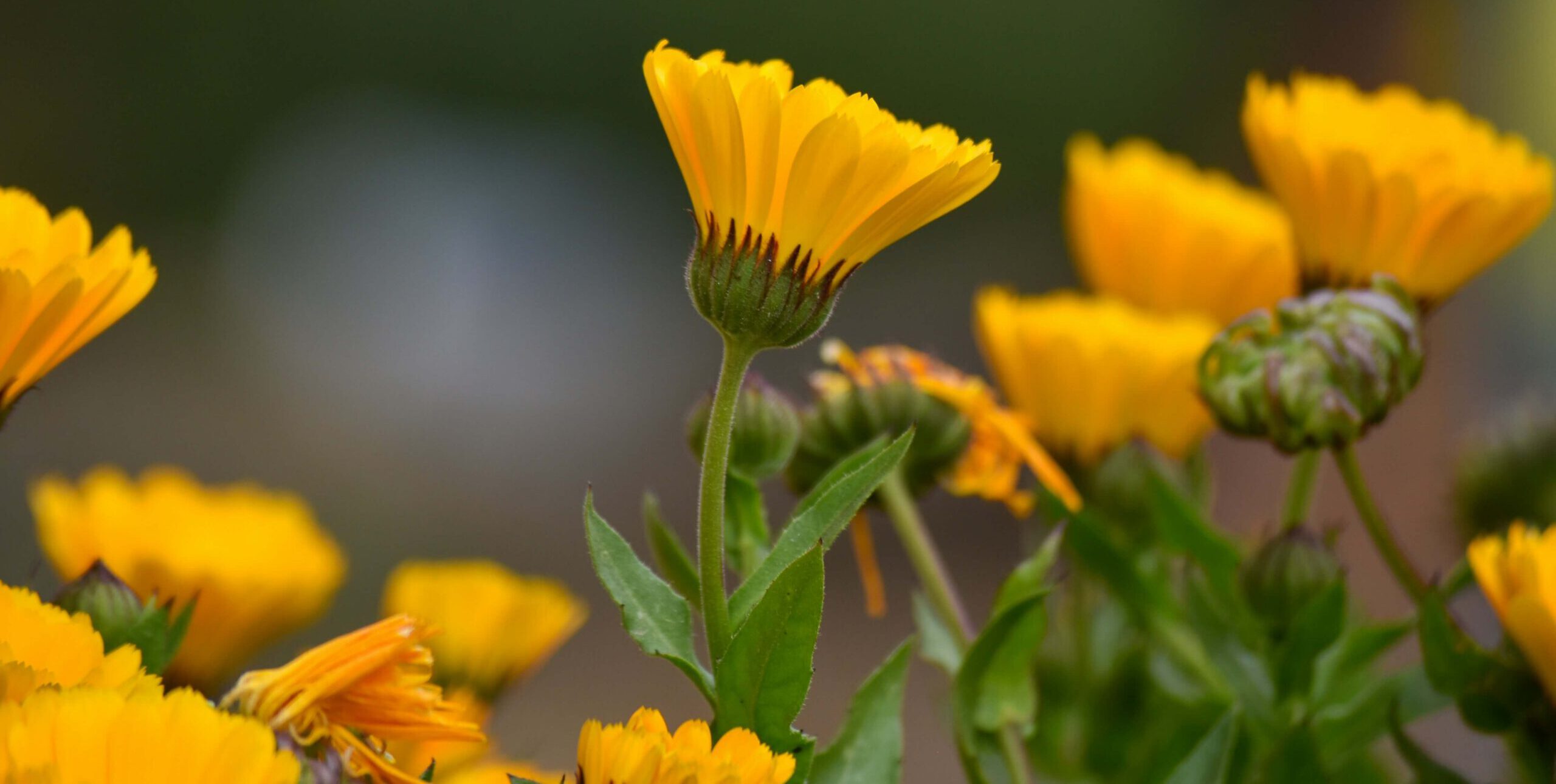 side view of a cluster of several marigolds