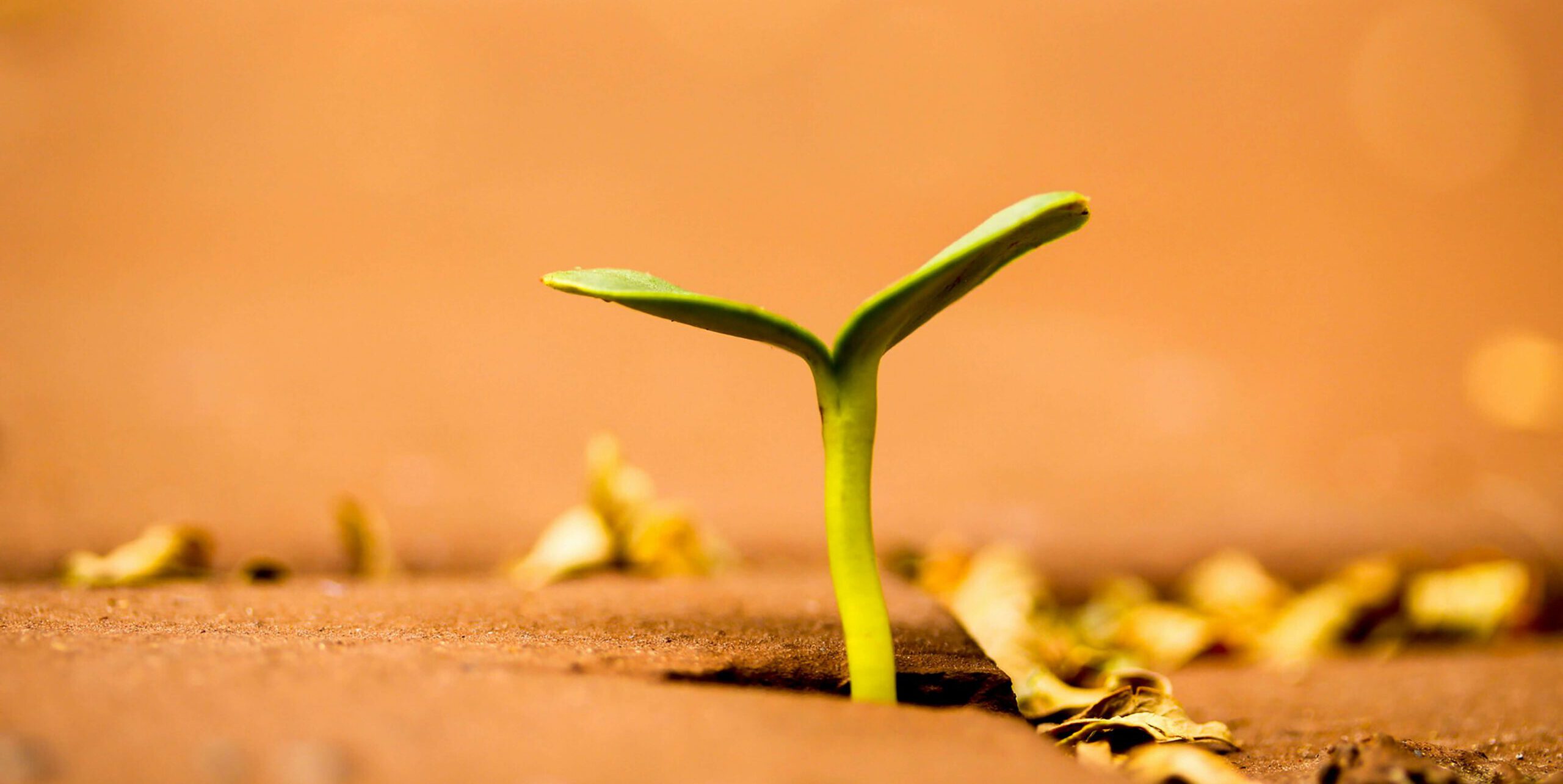 Little green sprout growing up from the ground. It's a warm-hued image with a yellow wall in the background.