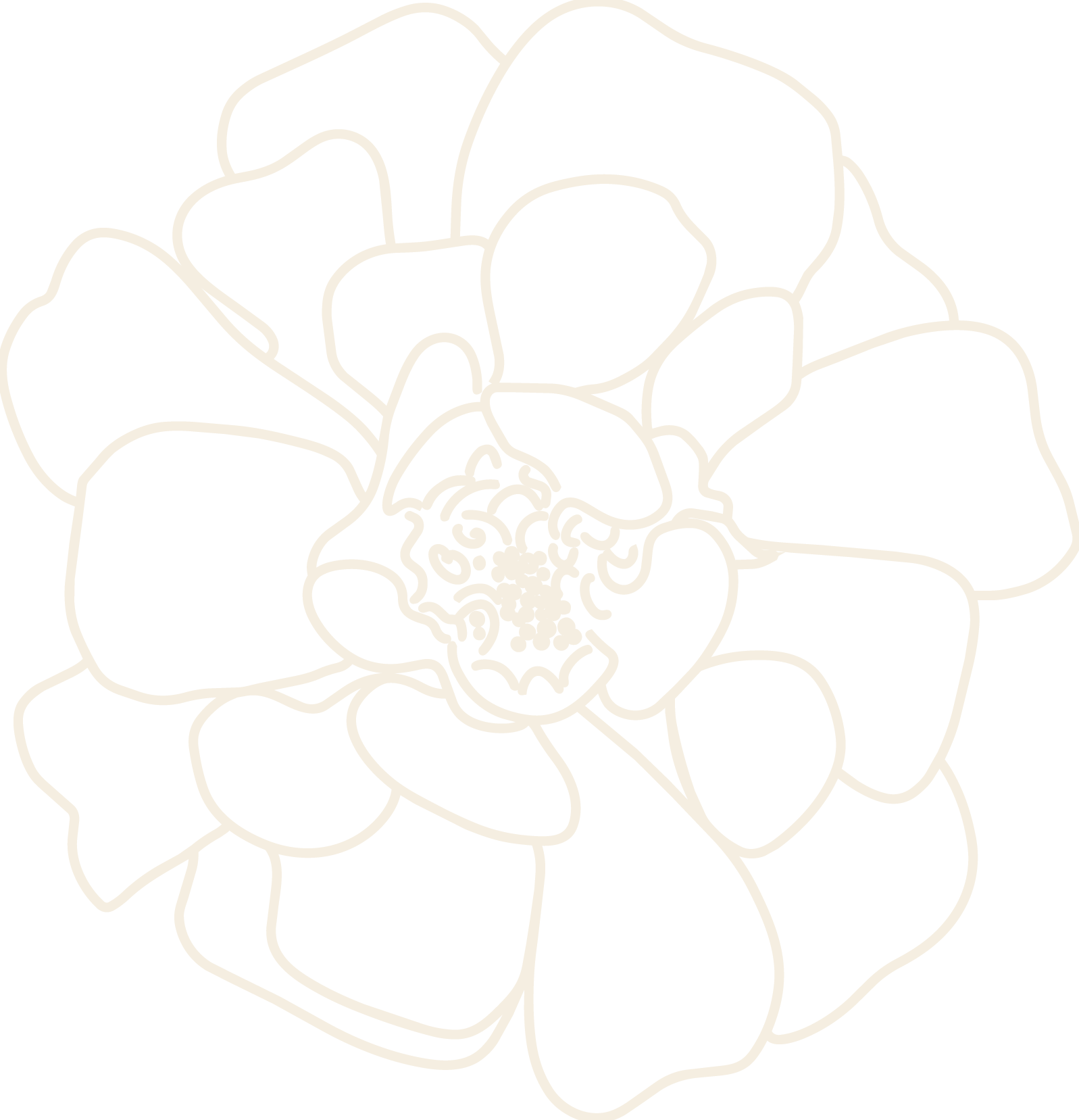 cream french marigold line drawing