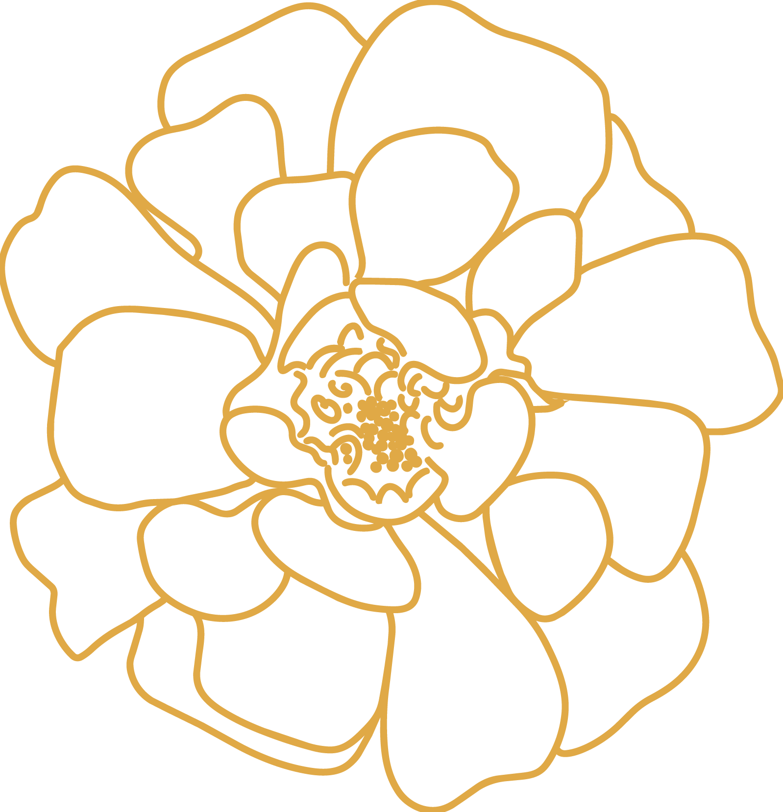 A yellow line drawing of a French Marigold.
