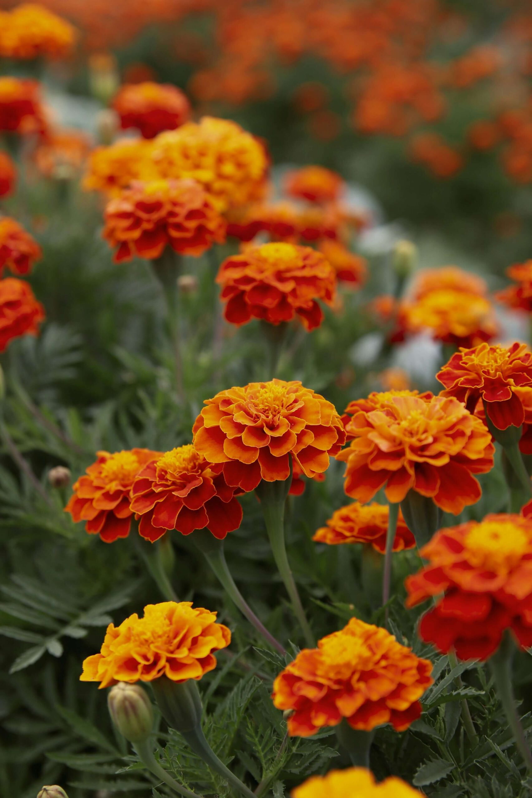A field of fully bl0omed Marigolds.