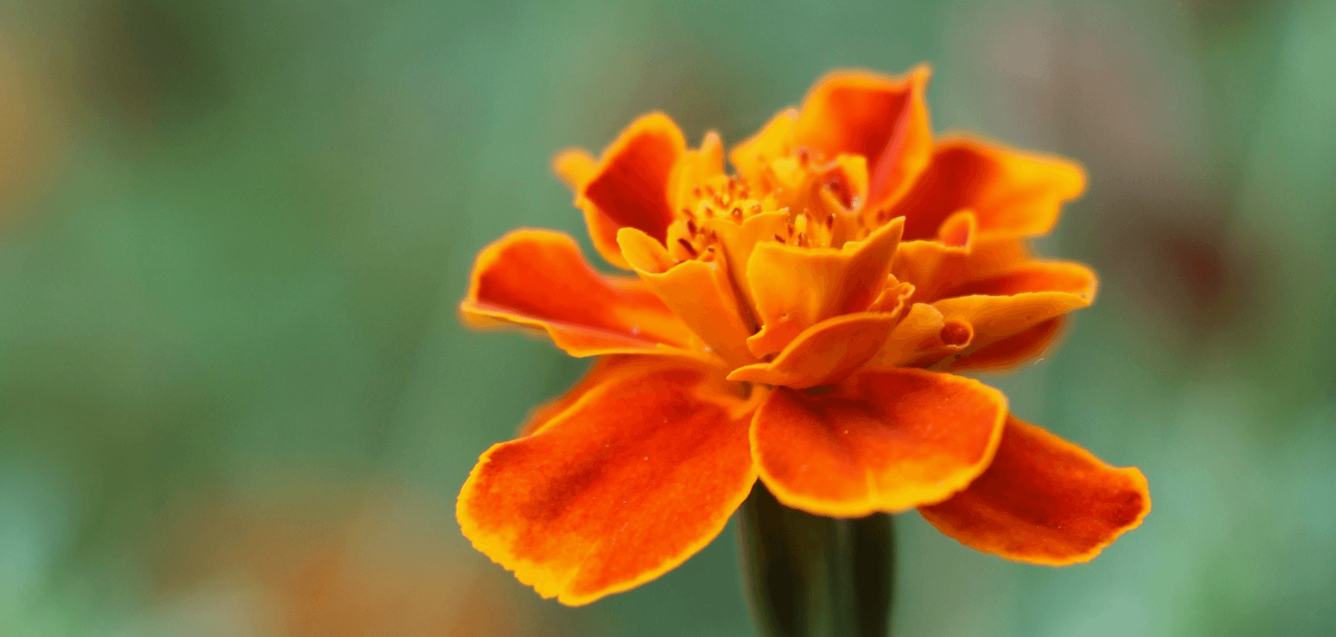A single Marigold bloom with a green blurred leaf background.