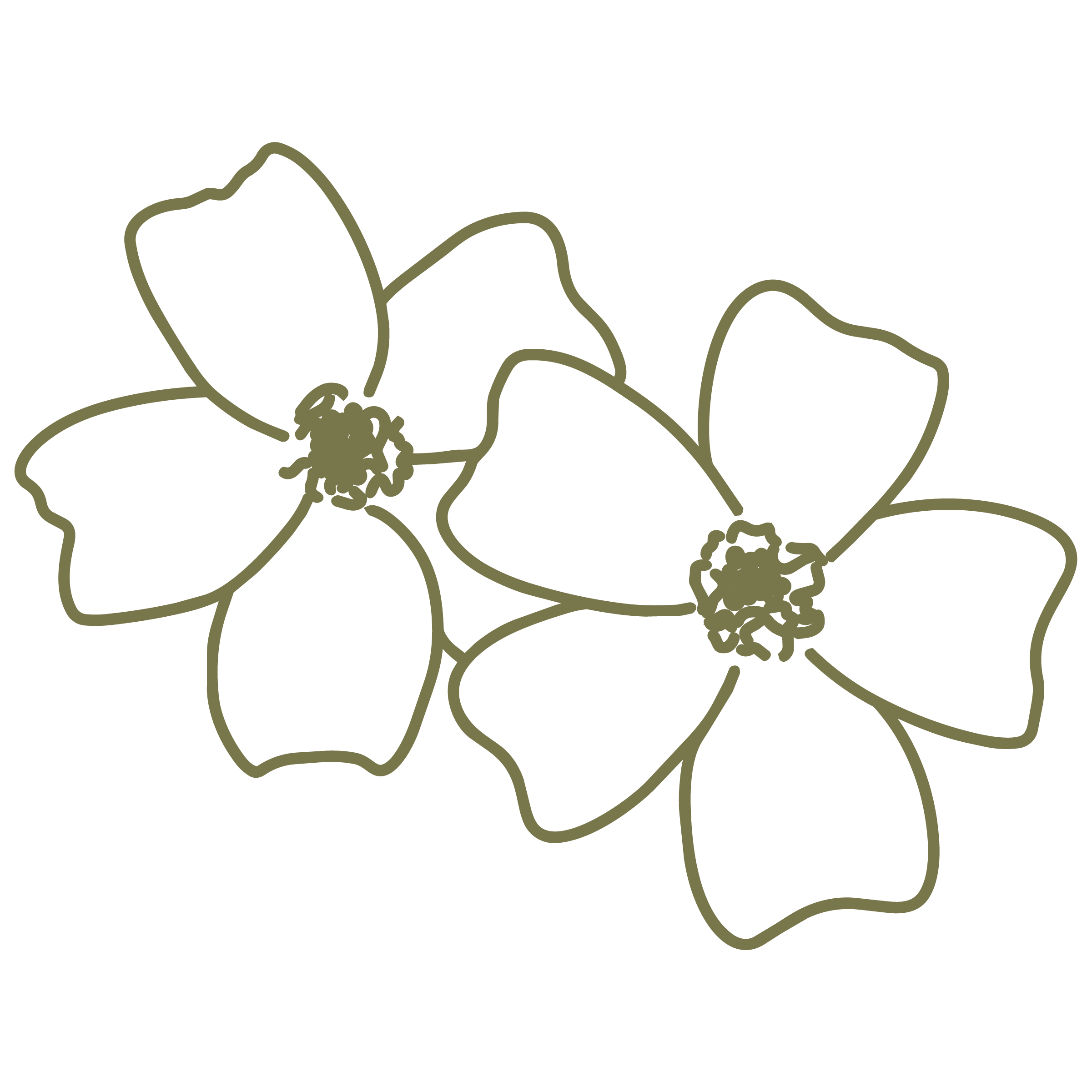 Two Signet Marigold line drawings in moss green.