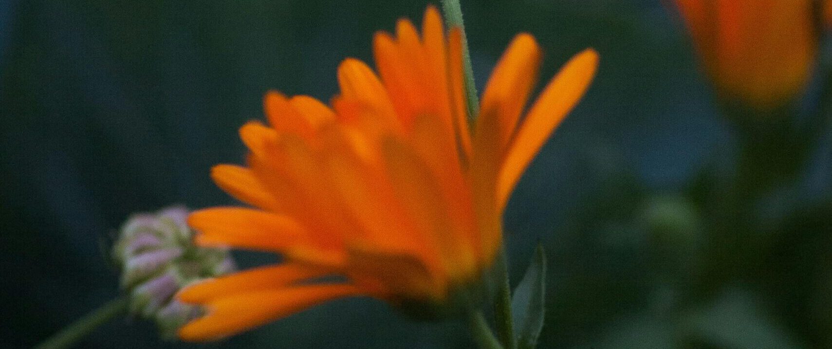 gold marigolds in a field against a dark background.